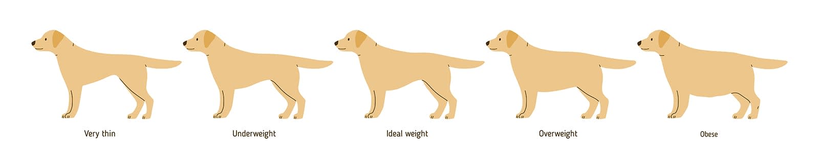 Overweight dog chart, Zeeland vets