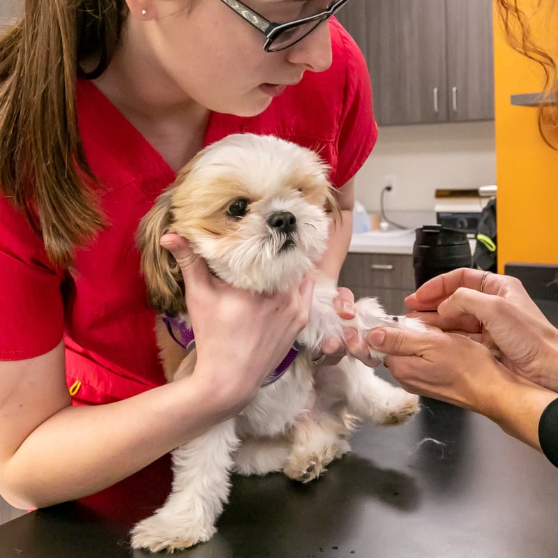 Pet Checkup & Wellness Exams, Zeeland