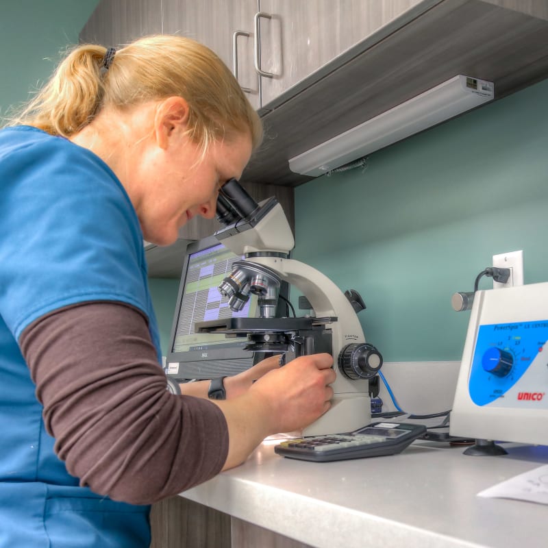 Veterinary Diagnostic Laboratory, Zeeland Vet